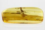 Detailed Fossil Wasp (Ismaridae) In Baltic Amber - Rare! #362674-1